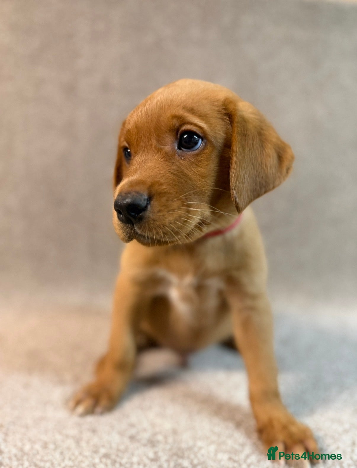 Labrador Retriever dogs Labrador Puppies - Advert 1