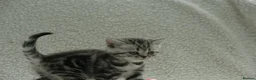 British Shorthair cats for sale: Gccf registered British Shorthair silver tabby's  - Advert 12