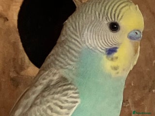 Budgerigars birds - Advert 7