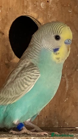 Budgerigars birds - Advert 2