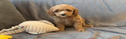 Cavapoo dogs for sale: Cavapoos Extensive DNA & Heart tested - Advert 29