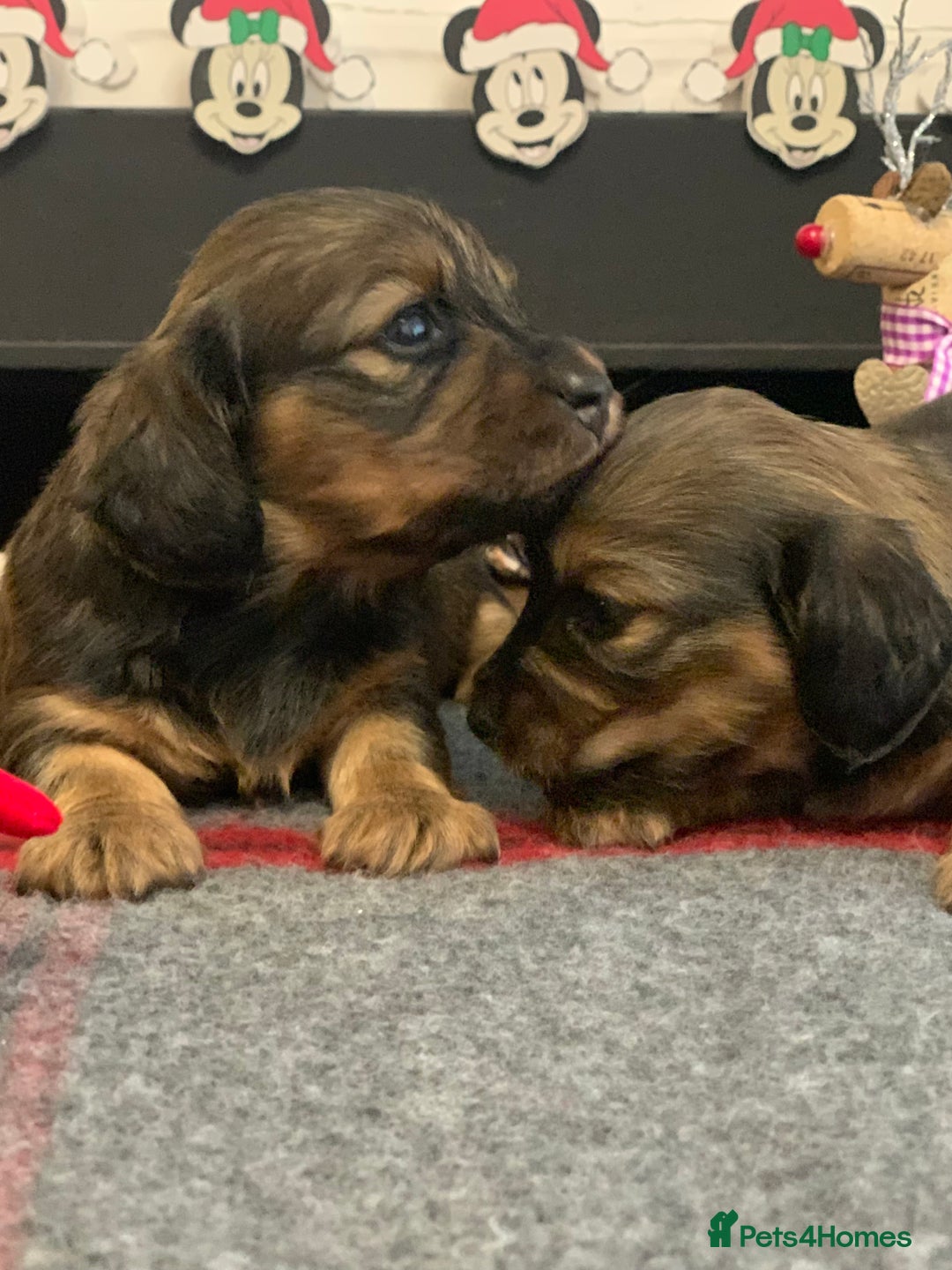Miniature Dachshund dogs for sale: KC Registered true to type Longhaired mini’s - Advert 16