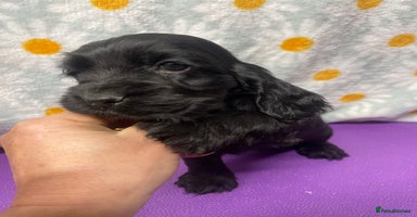 Cocker Spaniel dogs - Advert 9