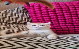 British Shorthair cats for sale: GOLDEN BRITISH SHORTHAIR KITTENS TICA  - Image 27