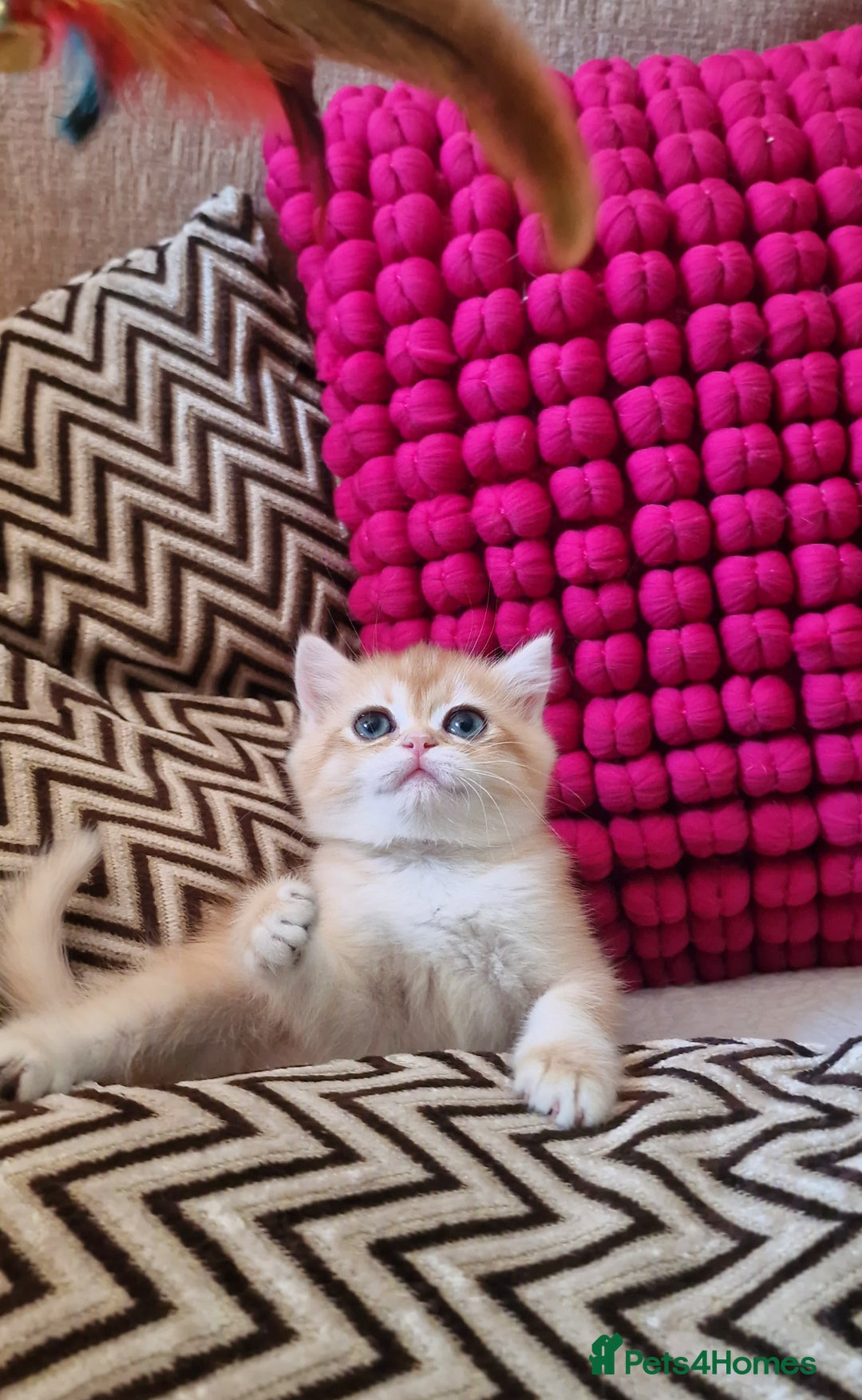 British Shorthair cats for sale: GOLDEN BRITISH SHORTHAIR KITTENS TICA  - Image 27