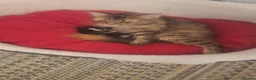 Norwegian Forest Cat cats for sale: Gorgeous norwegian forest kittens - Advert 1