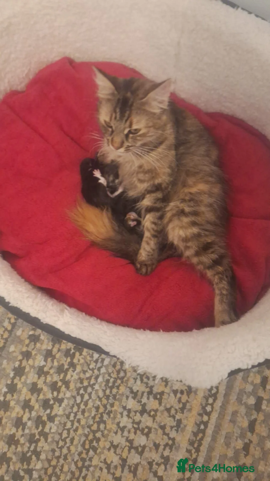 Norwegian Forest Cat cats for sale: Gorgeous norwegian forest kittens - Advert 1