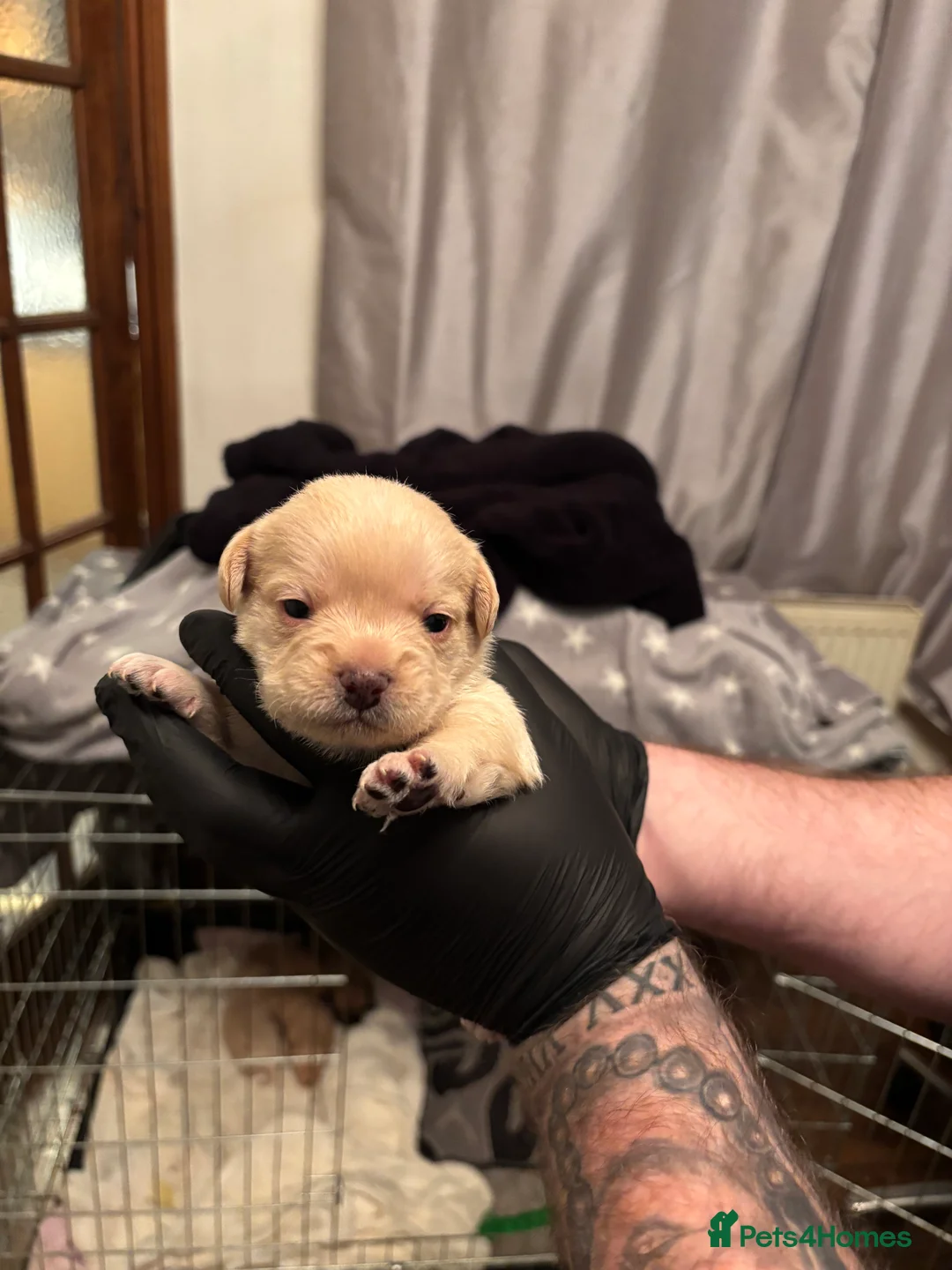 Mixed Breed dogs for sale: Floodles - Advert 15