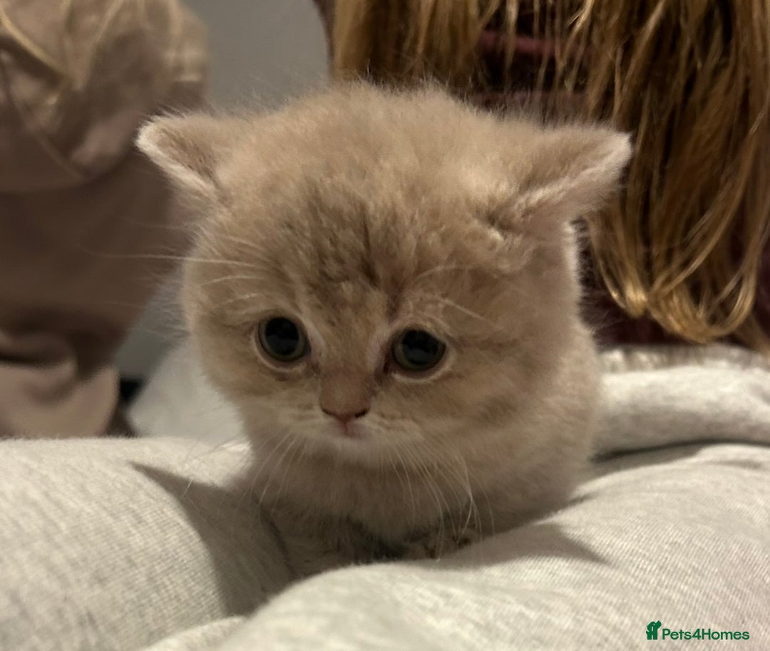 British Shorthair cats for sale: Beautiful British Shorthair kittens  - Advert 14