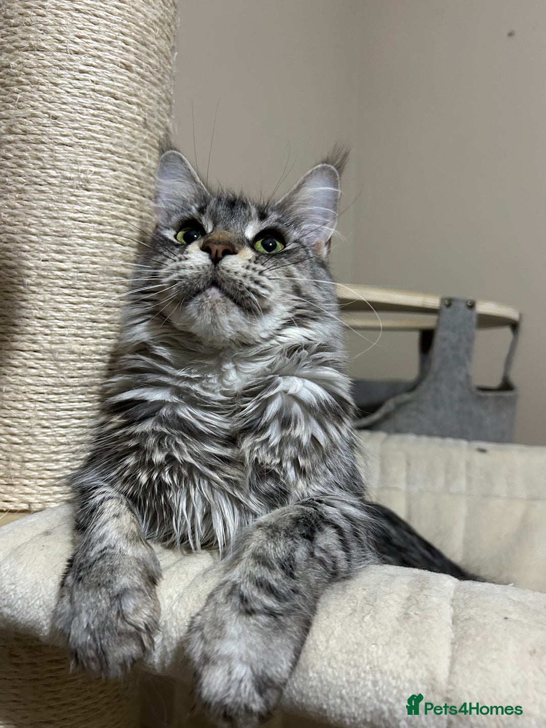 Maine Coon cats for sale: maine coon kitten  - Image 8