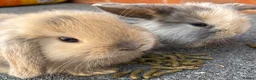 Mini Lop rabbits for sale: STUNNING PURE BREED MINI LOPS AMAZING COLOURS - Advert 10