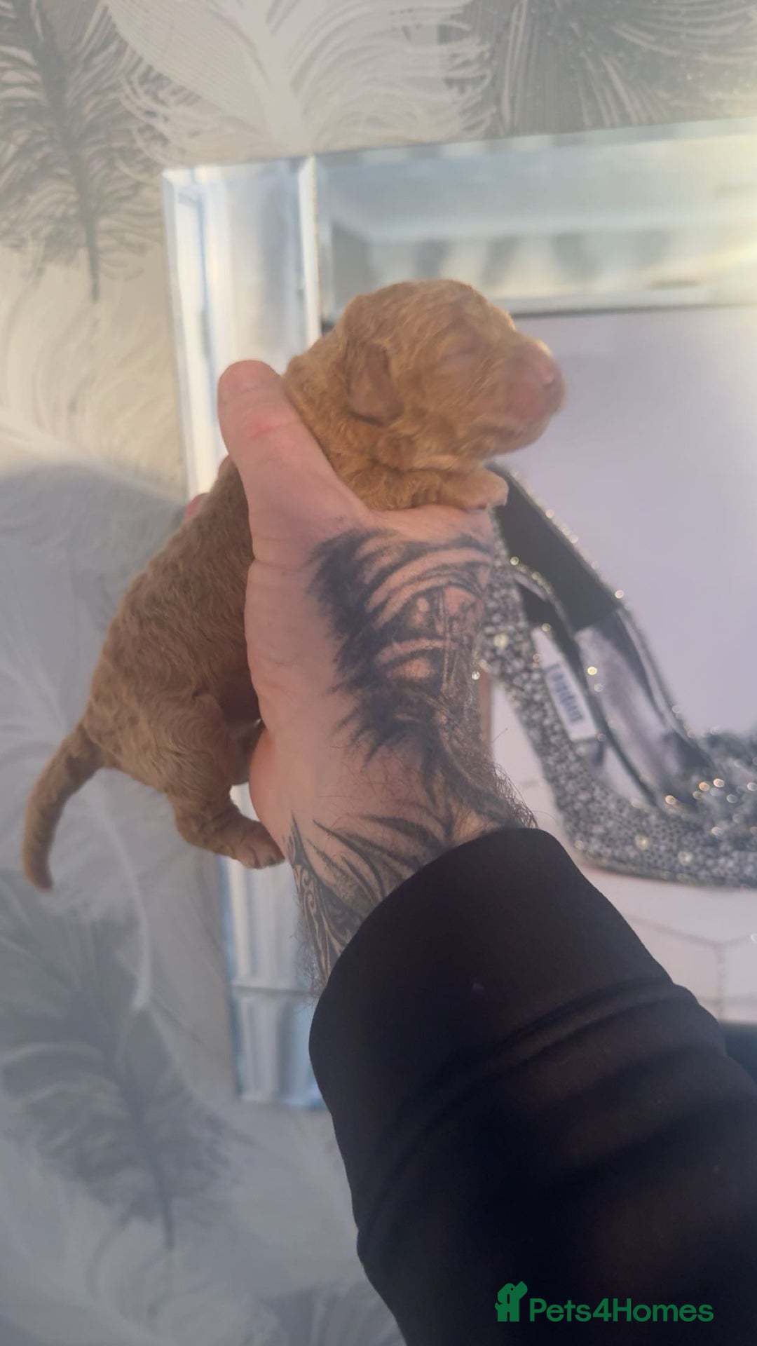 Cockapoo dogs for sale: Stunning F1b Merle cockapoos  - Advert 5