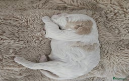 Mixed Breed dogs for sale: Cavapoo/Shihpoo mix - Image 15