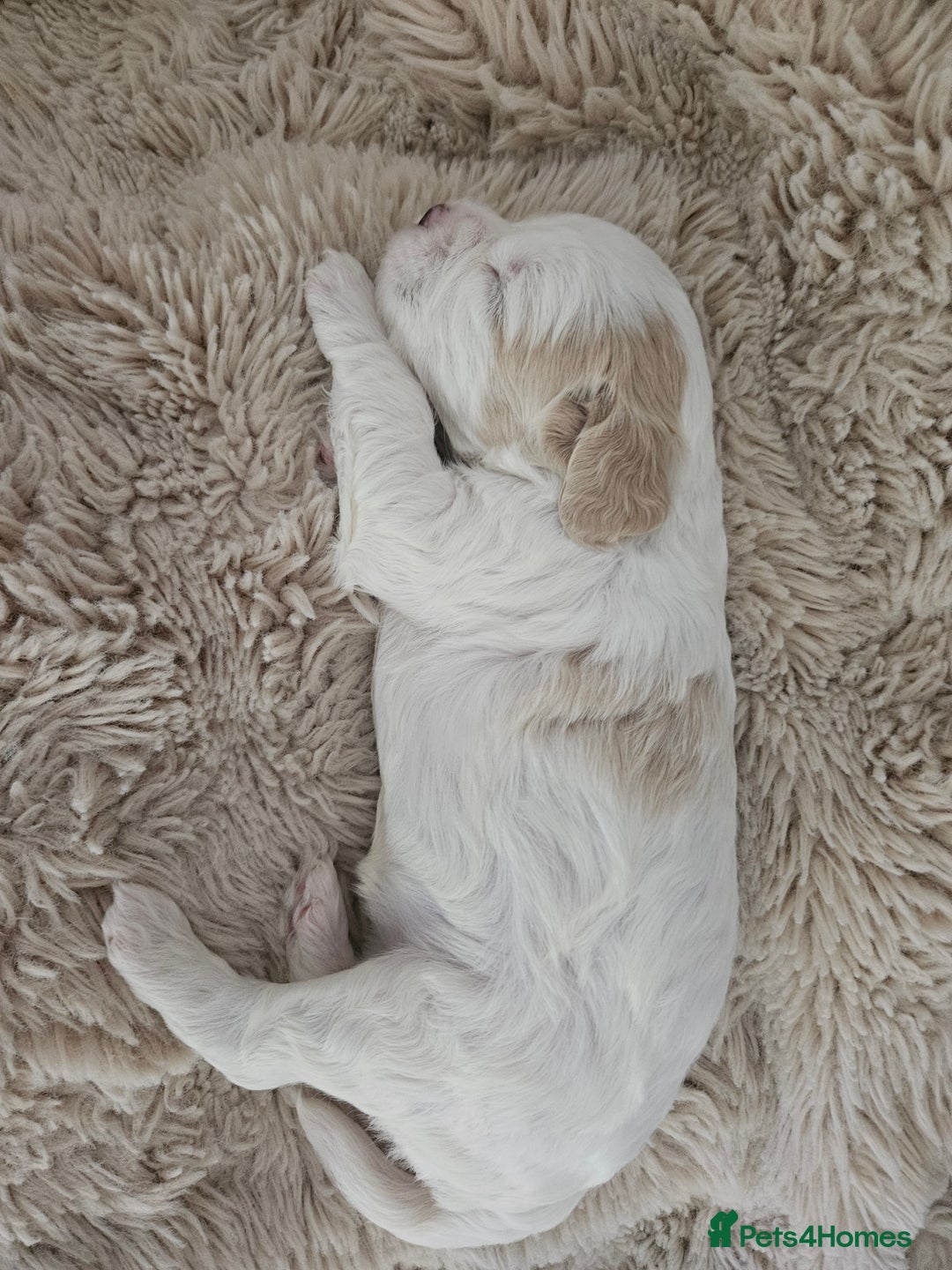 Mixed Breed dogs for sale: Cavapoo/Shihpoo mix - Image 15