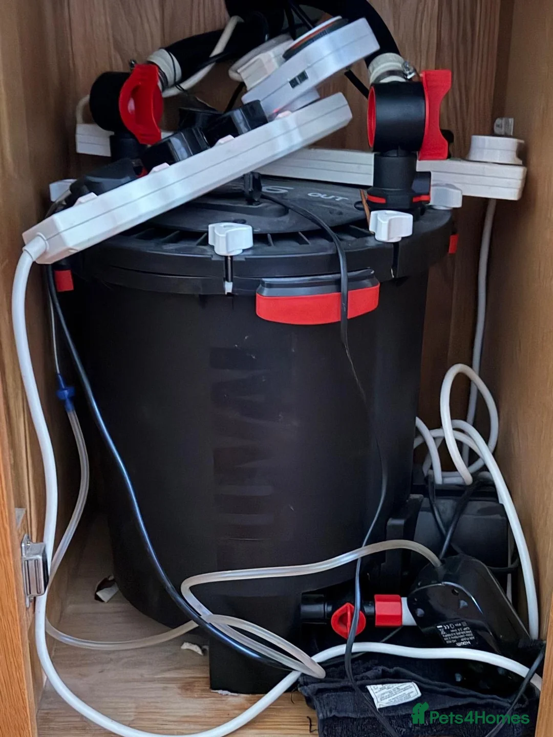 Piranhas fish for sale: Complete fish tank set up with fish in Walsall - Advert 4