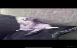 Scottish Fold cats for sale: Kittens scottish fold & Himalayan Persian mix  - Image 4