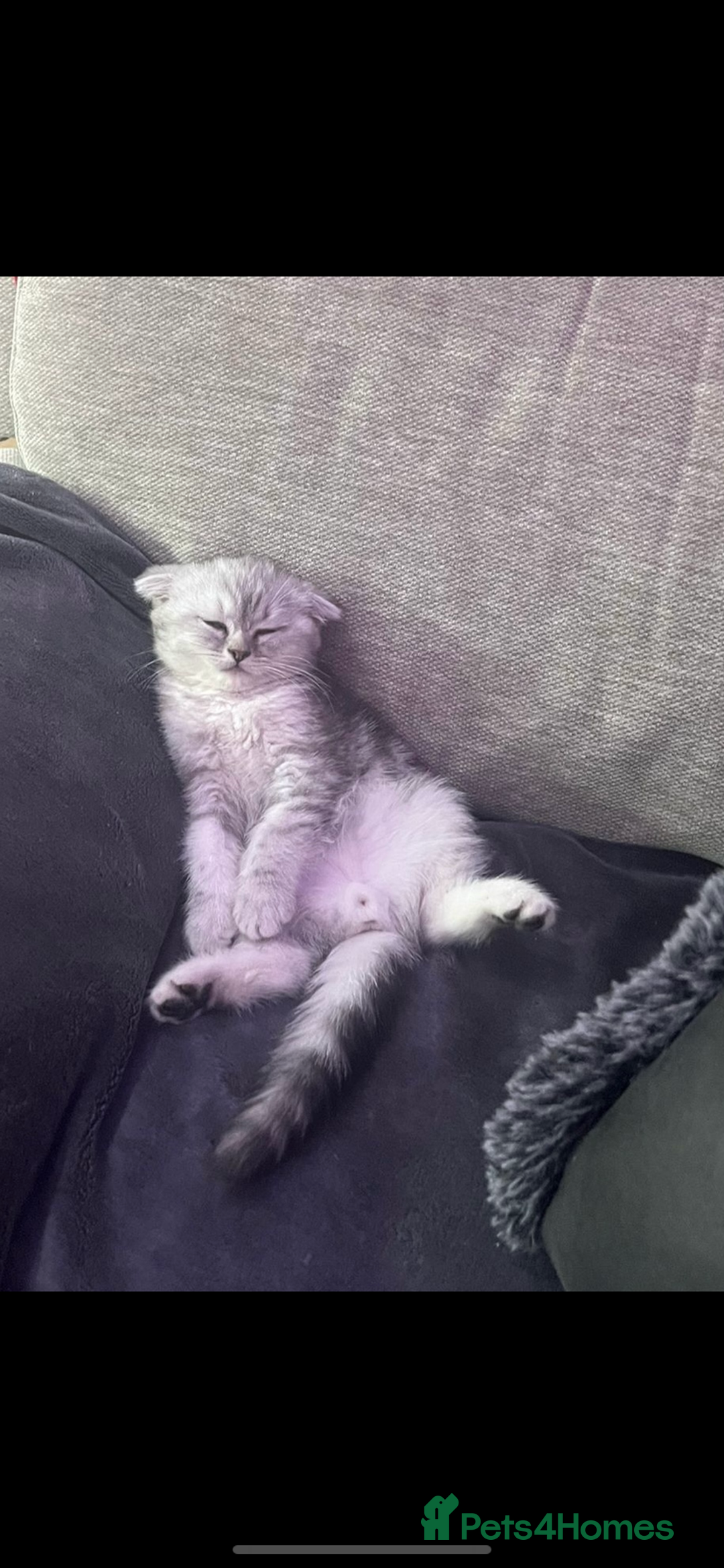 Scottish Fold cats for sale: Kittens scottish fold & Himalayan Persian mix  - Image 4