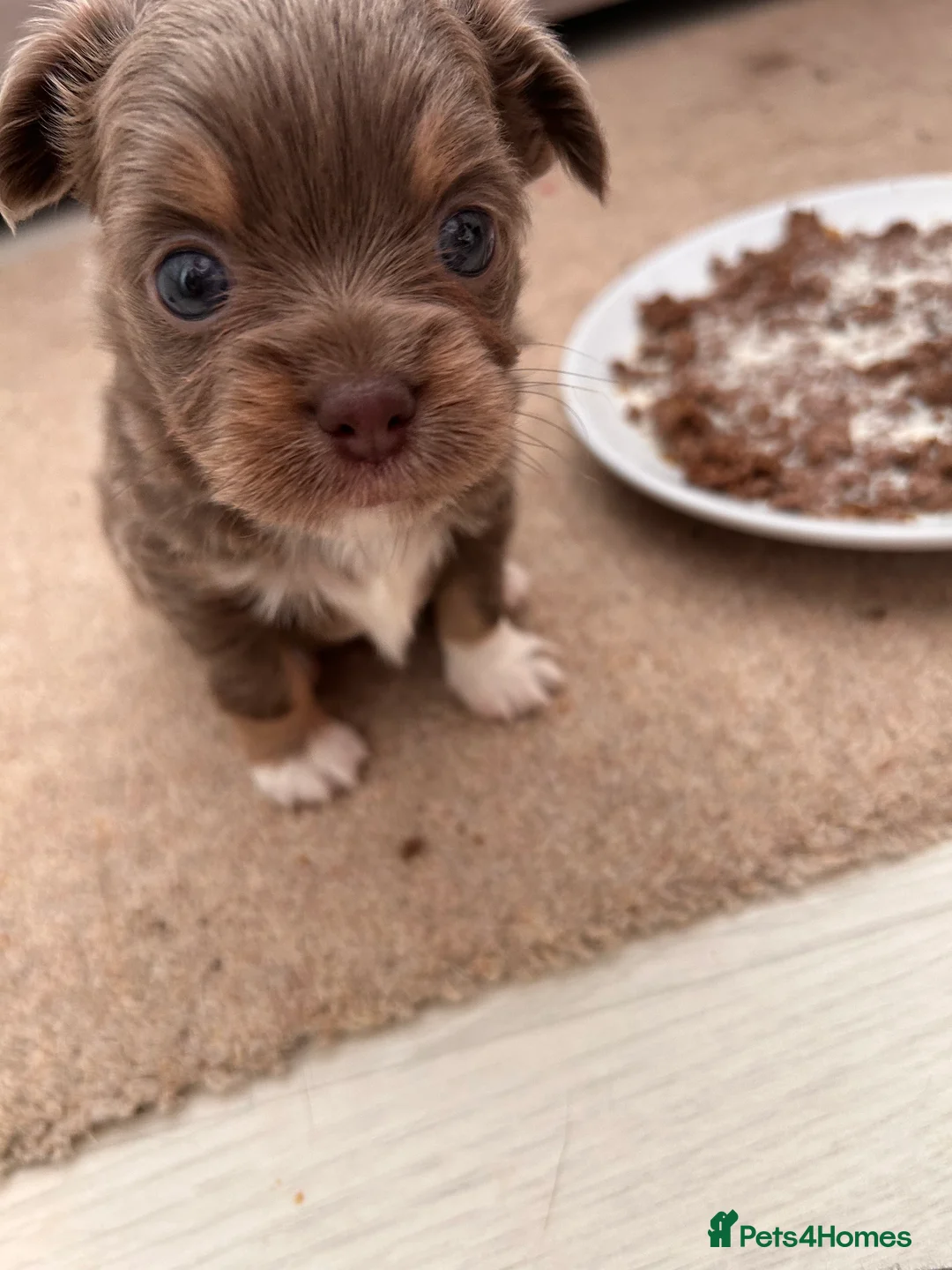 Chihuahua dogs for sale: LONG COAT KC CHIHUAHUA’S - Advert 12