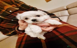 Maltese dogs for sale: Beautiful Maltese Puppies - Advert 9