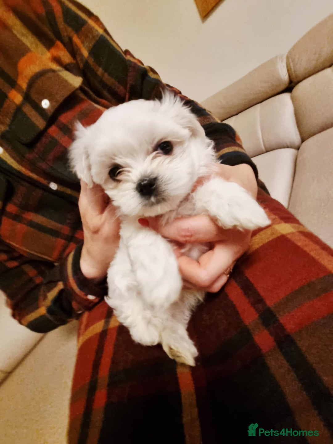 Maltese dogs for sale: Beautiful Maltese Puppies - Advert 9