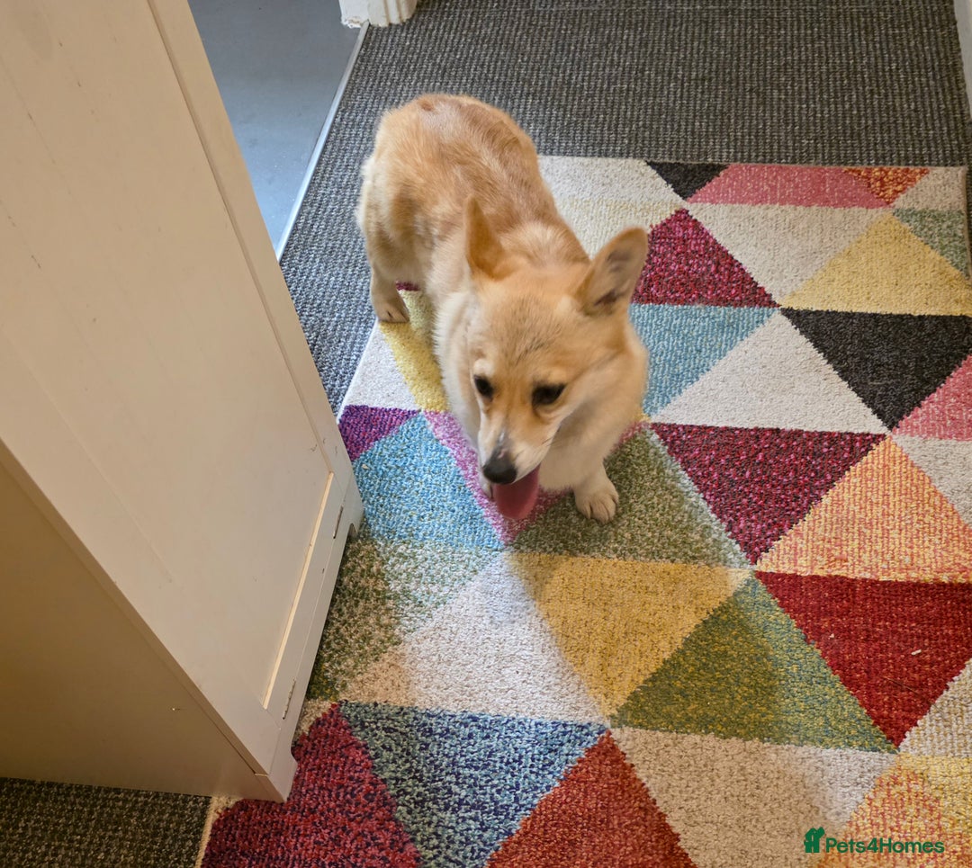 Welsh Corgi Pembroke dogs for sale: Cute socialised corgi - Image 3