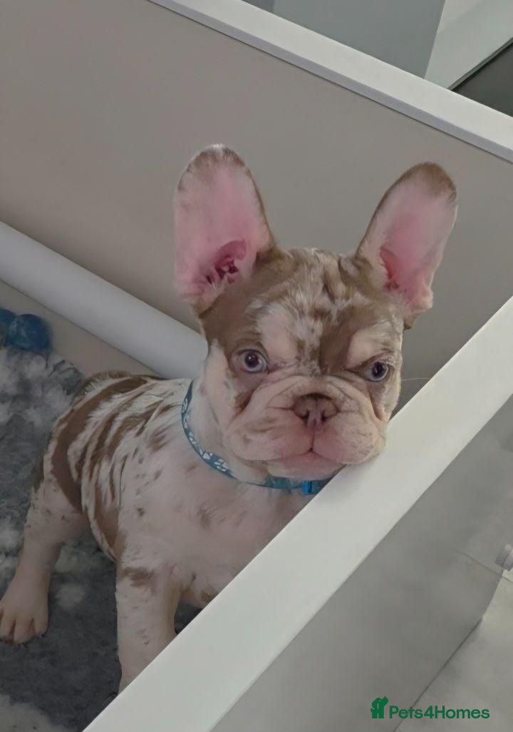 French Bulldog dogs  French Bulldog Pups ready to leave  - Advert 1