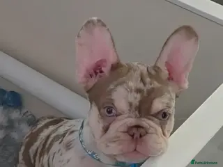 French Bulldog dogs French Bulldog Pups ready to leave - Advert 2