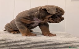 Old Tyme Bulldog dogs for sale: Kyro & Lyla Litter Old Tyme Old English Bullgdog - Image 13