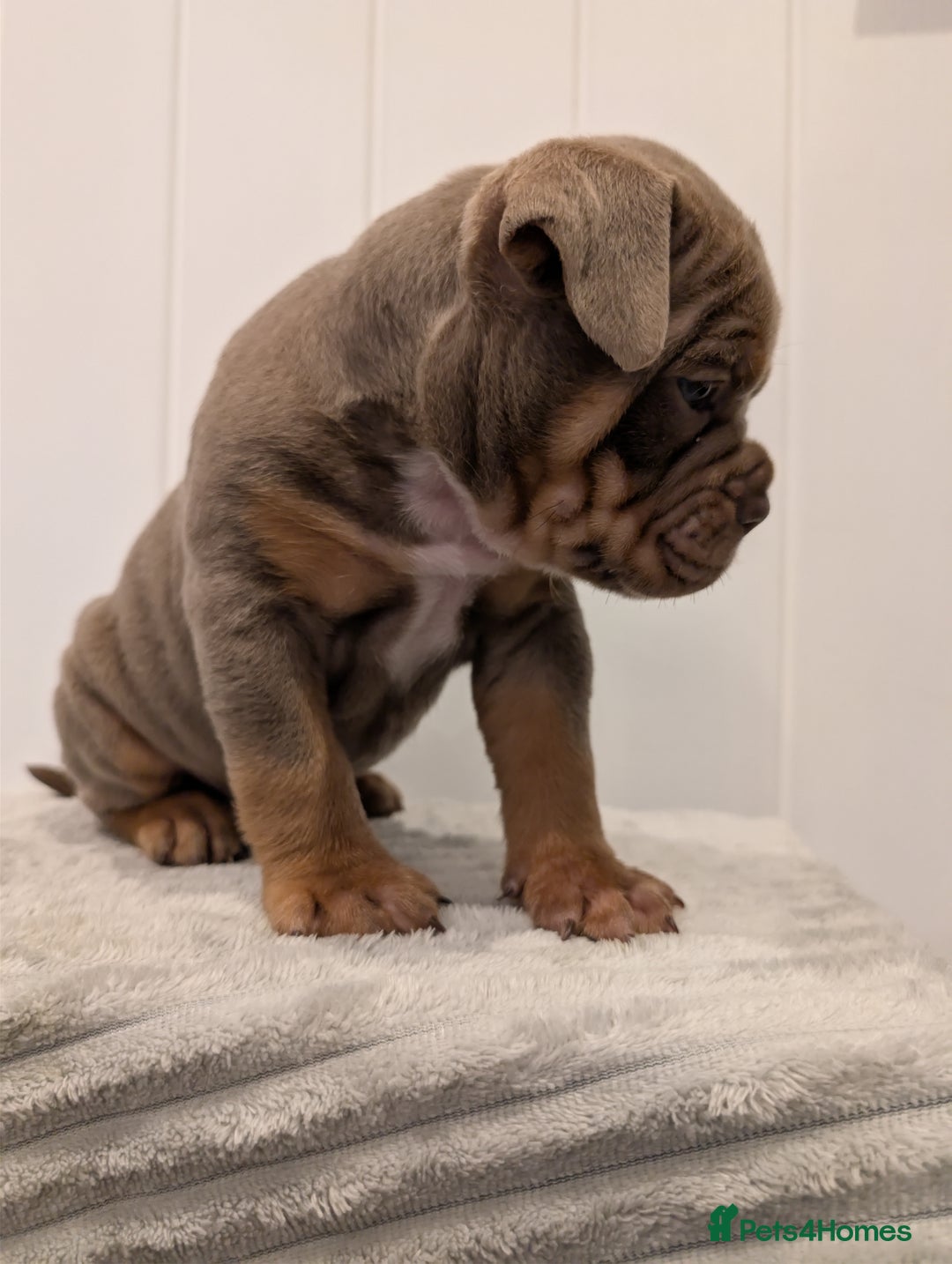 Old Tyme Bulldog dogs for sale: Kyro & Lyla Litter Old Tyme Old English Bullgdog - Image 13