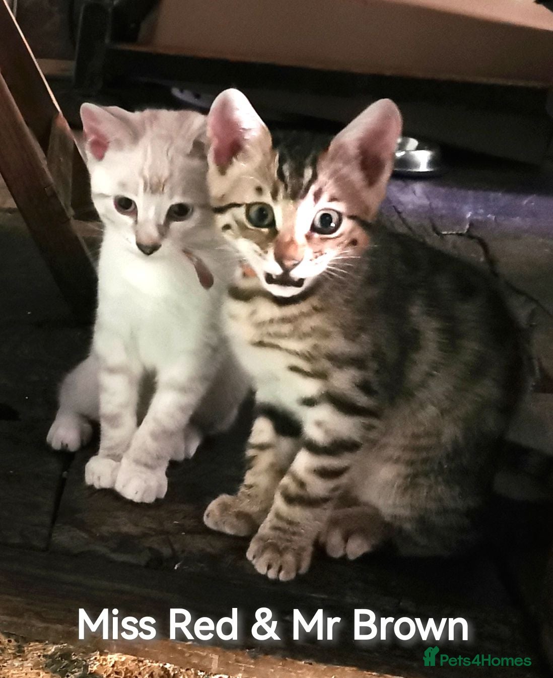 Bengal cats  Silver, Snow & brown Spotted Bengal Kittens - Advert 1