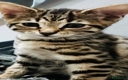 Bengal cats for sale: Bengals cross - Image 15