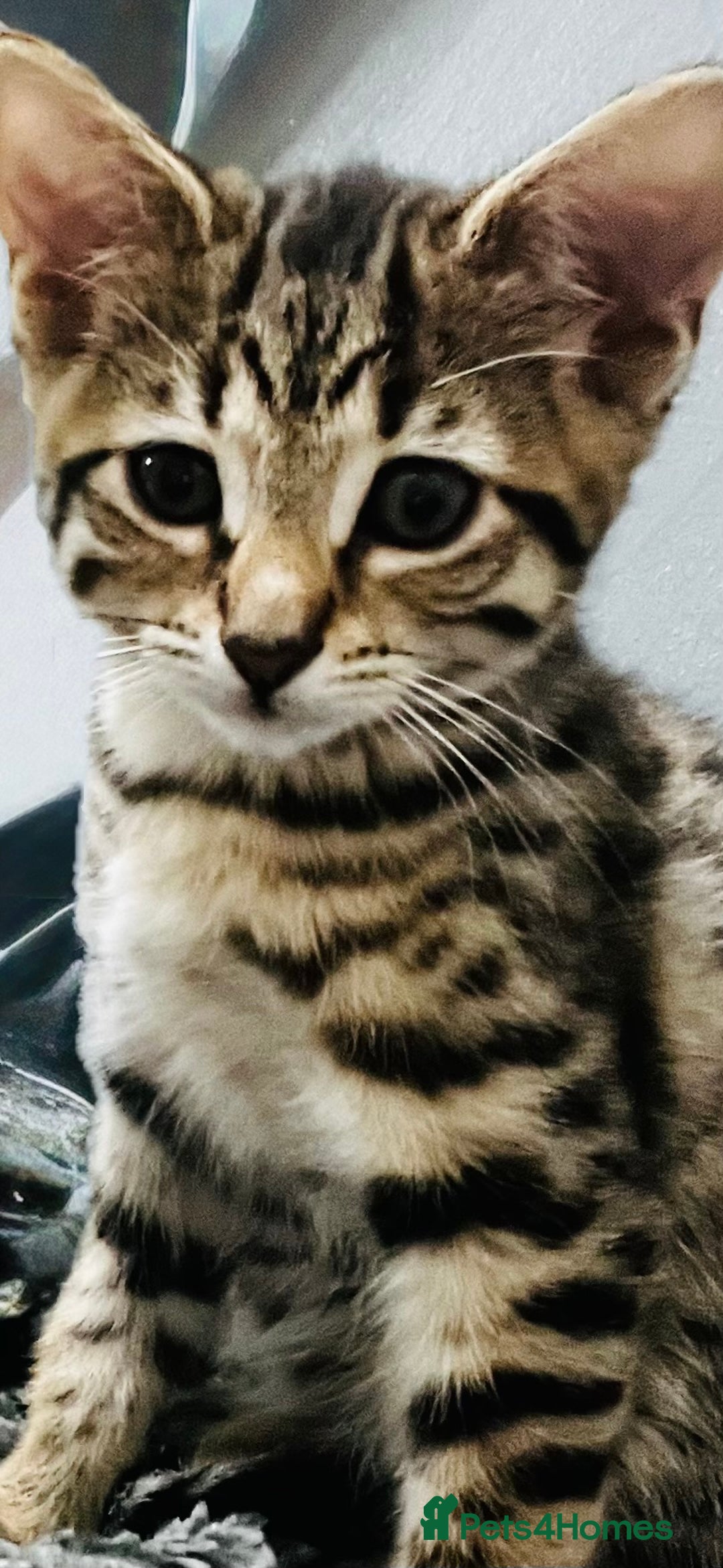 Bengal cats for sale: Bengals cross - Image 15