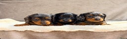 Miniature Dachshund dogs for sale: STUNNING LONG HAIRED KC MINI DACHSHUND PUPPIES - Advert 2