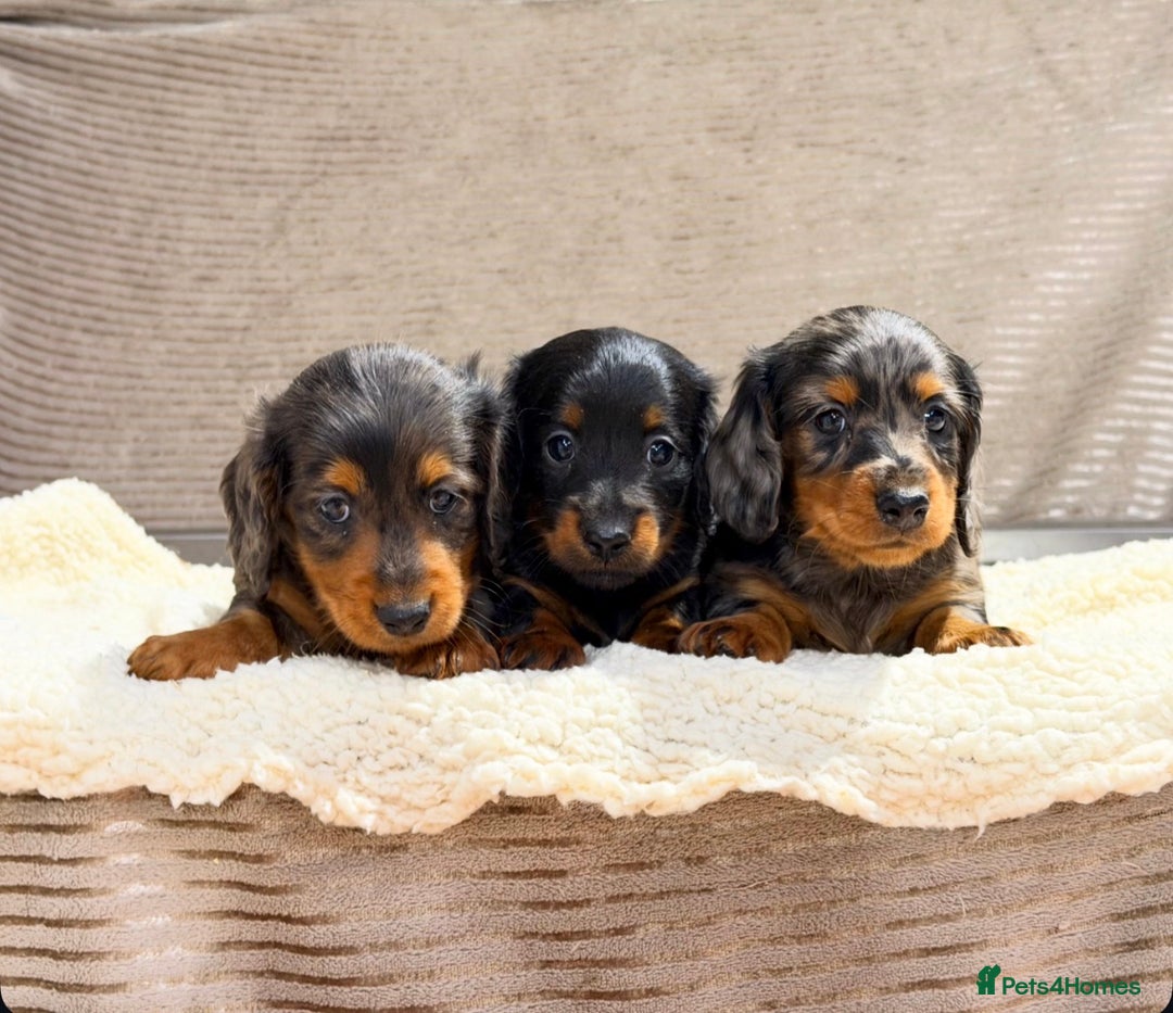 Miniature Dachshund dogs for sale: STUNNING LONG HAIRED KC MINI DACHSHUND PUPPIES - Advert 2