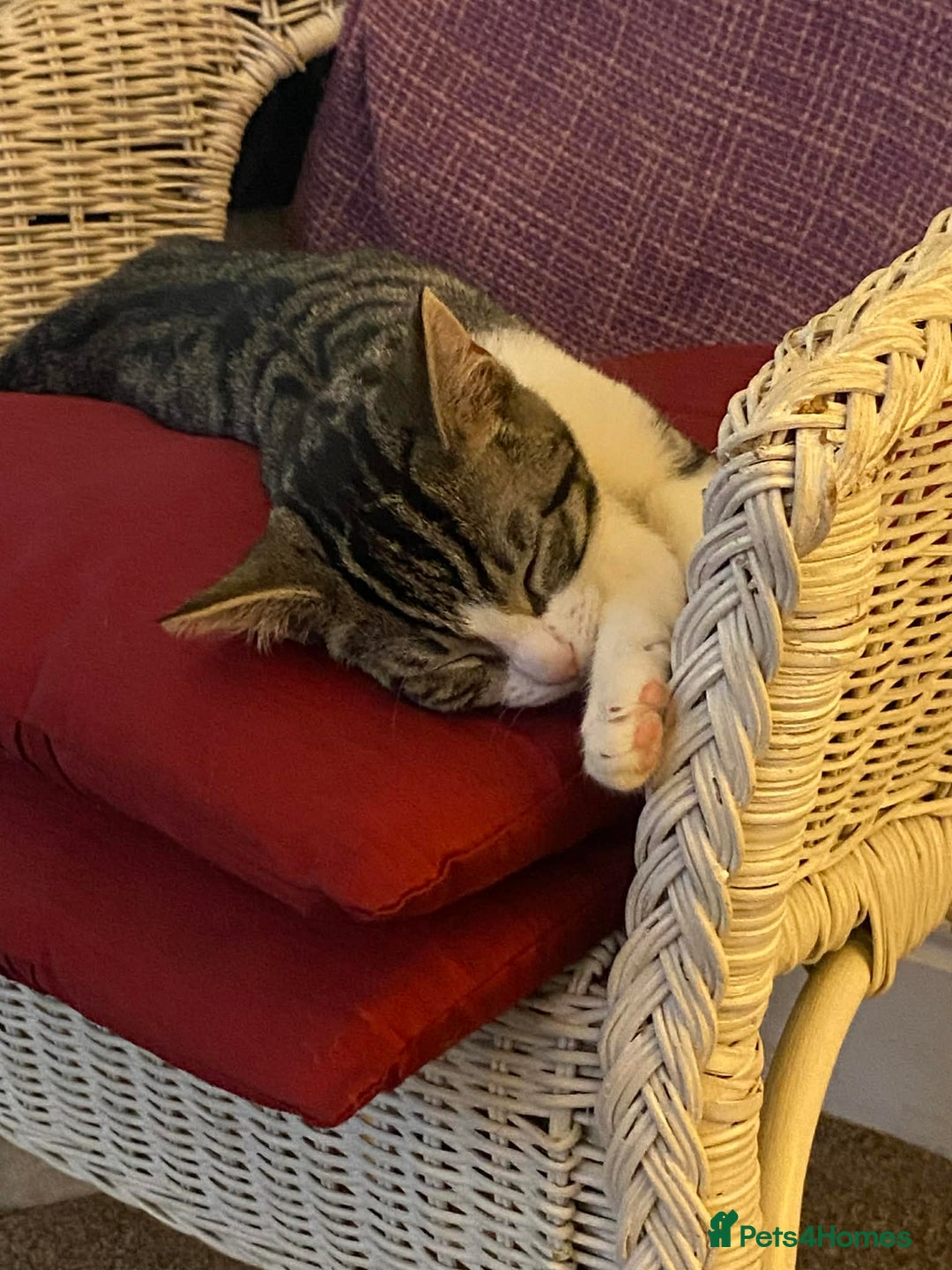 Mixed Breed cats for sale: Mother & daughter - Advert 3