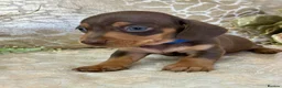 Miniature Dachshund dogs for sale: KC Miniature Smooth Coat Puppies - Advert 10