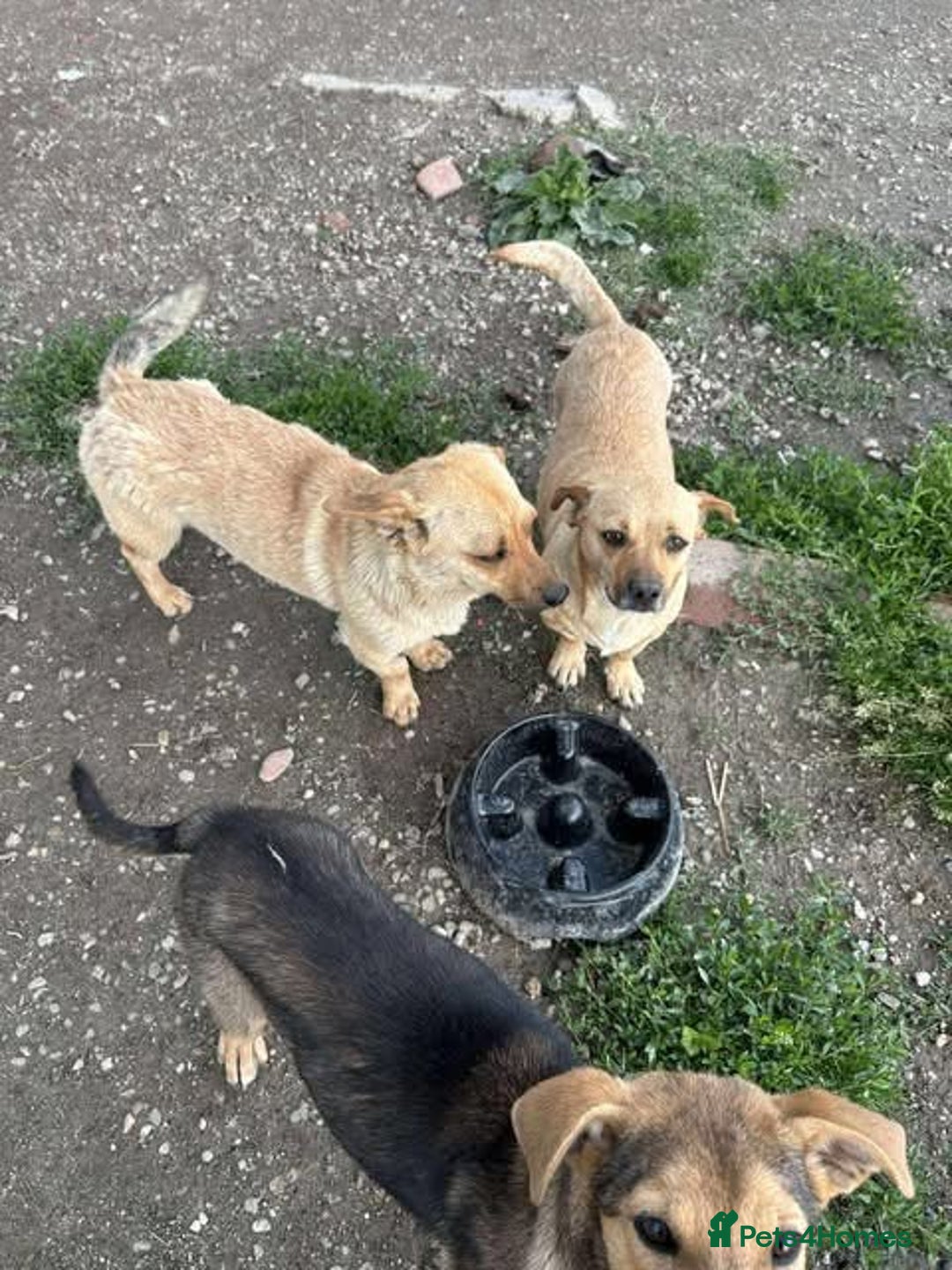 Mixed Breed dogs for adoption: Rescue boy Ethan is looking for his forever home - Advert 39