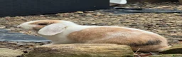Mini Lop rabbits for sale: Mini lop for sale in Washington - Advert 5