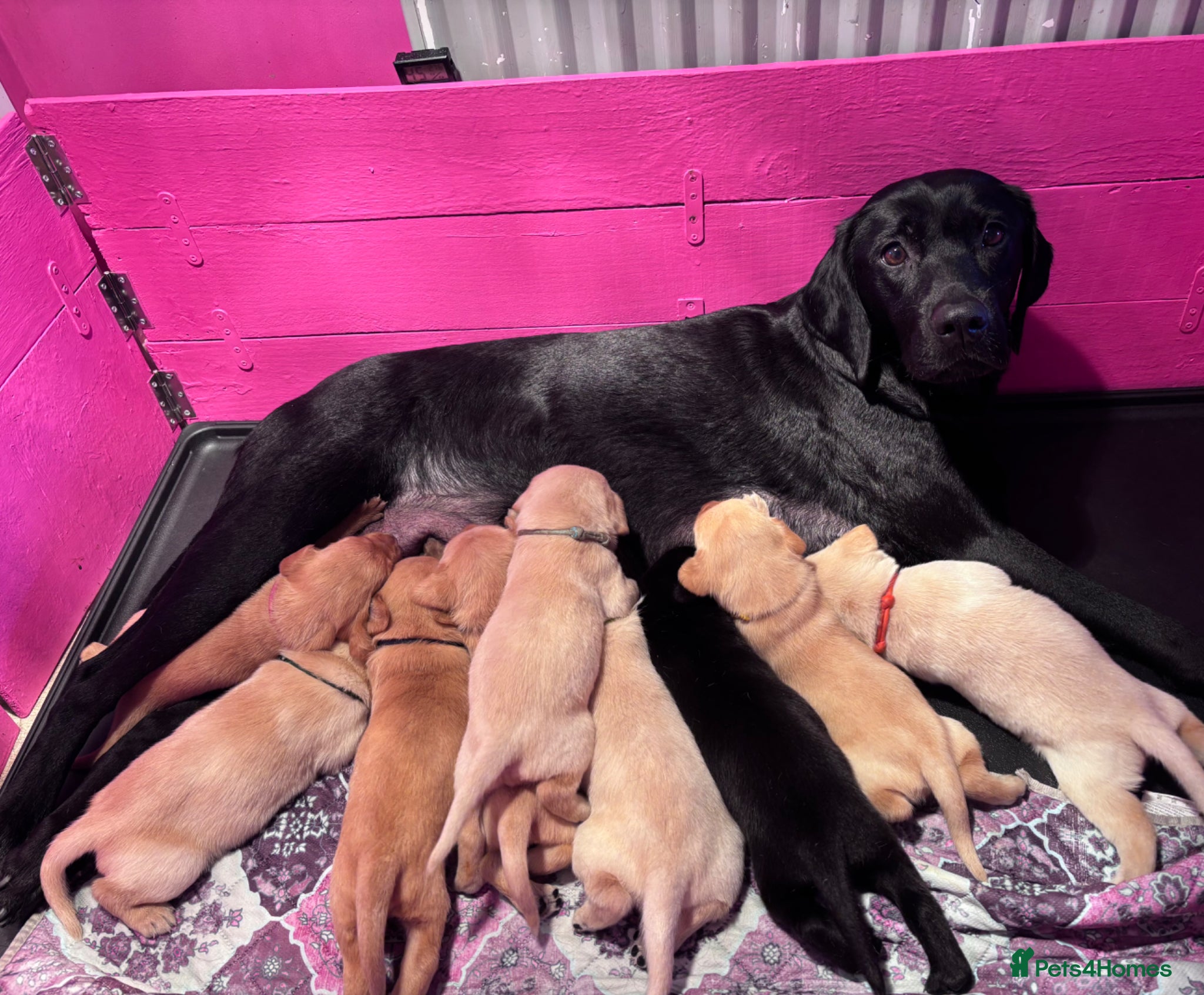 Labrador Retriever dogs Beautiful litter of Labrador puppies. - Advert 2