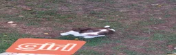 English Springer Spaniel dogs for sale: English springer spaniels in Bargoed - Advert 3