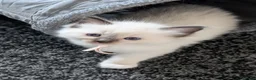 Ragdoll cats for sale: Beautiful Ragdoll Kittens  - Advert 19