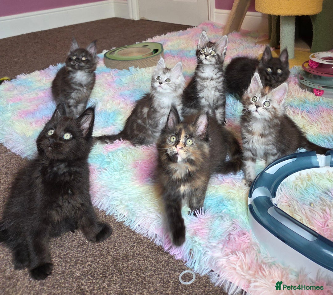 Maine Coon cats for sale: Tica Reg Mainecoon kittens READY NOW in Deal - Image 3
