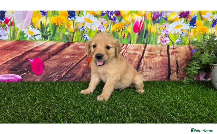 Golden Retriever dogs - Advert 6