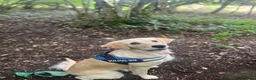 Golden Retriever dogs for stud: Available for stud from January  in Salisbury - Advert 7