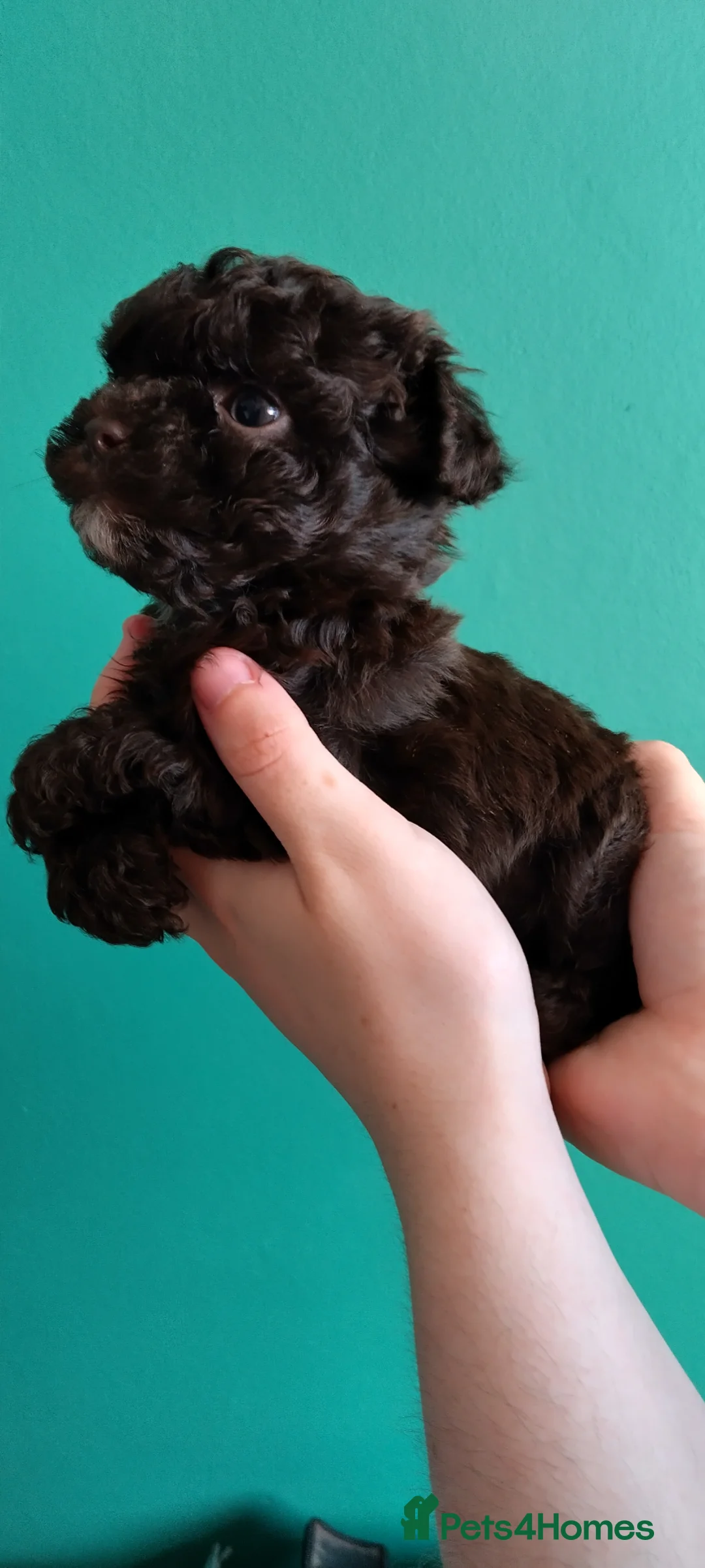 Poochon dogs for sale: ❤️ Poochon pups ❤️ - Advert 14