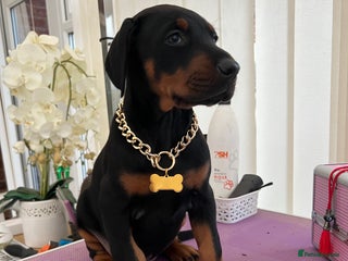 Dobermann dogs Doberman puppies - Advert 2