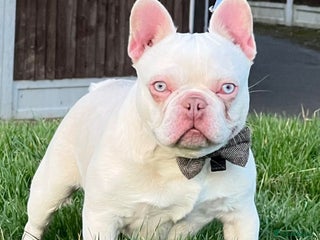 French Bulldog dogs in Basildon - Advert 1