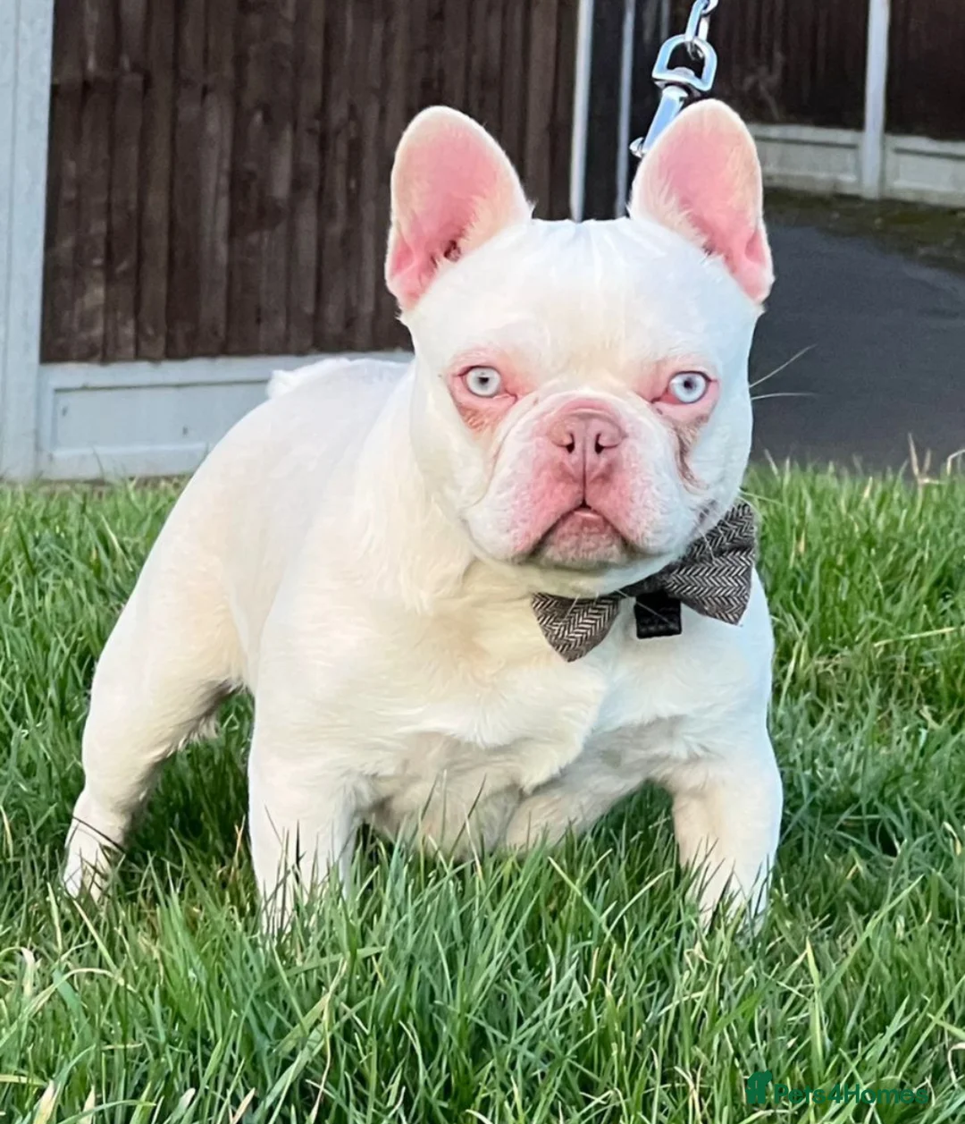 French Bulldog dogs for stud: French bulldog stud in Basildon - Advert 1