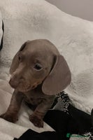 Miniature Dachshund dogs - Advert 3