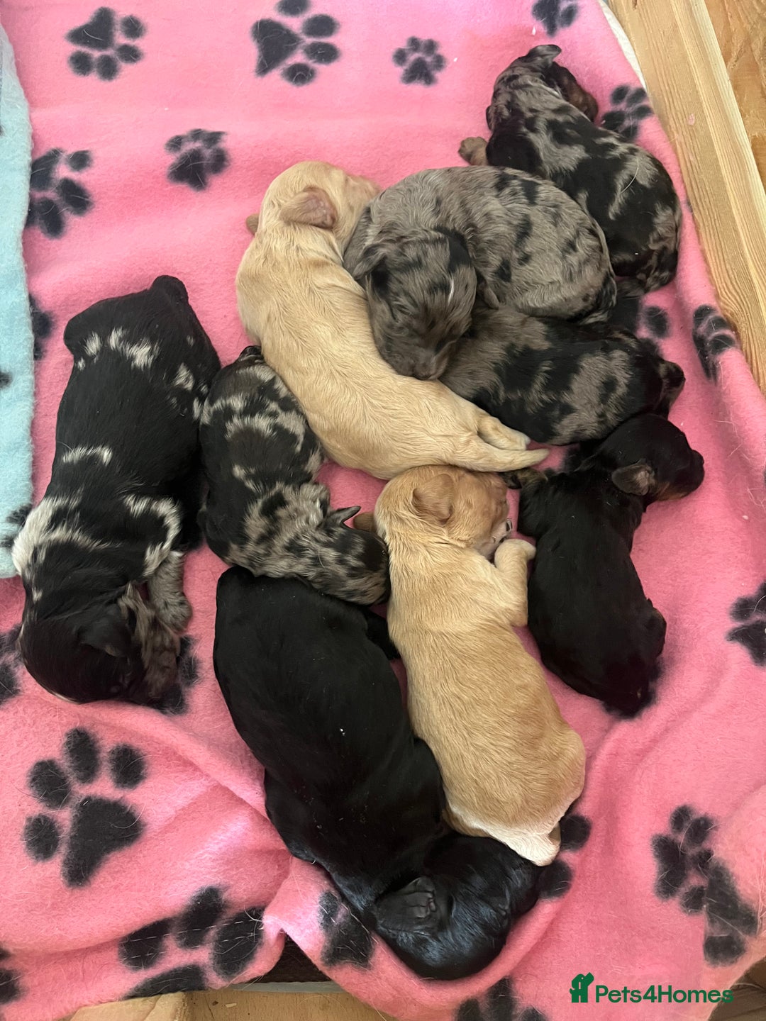 Cockapoo dogs for sale: Cockapoo Puppies - Image 1